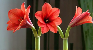 Das sind die Top 7 Schritte beim Amaryllis Pflege