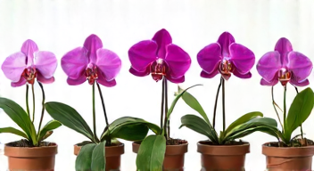Das sind die Top 7 Schritte beim Orchideenpflege