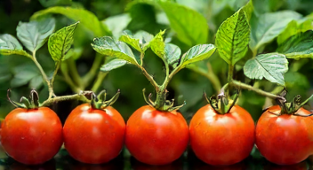 Die 5 meistgestellten Fragen (FAQ) zu Tomaten vorziehen