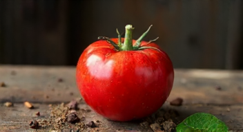 Die Rolle der Zwiebel in der Ruhephase (6/10)