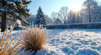 Perspektiven zu Rasenpflege im Winter