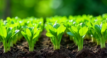 Das sind die Top 7 Schritte beim Anbau von Meerkohl