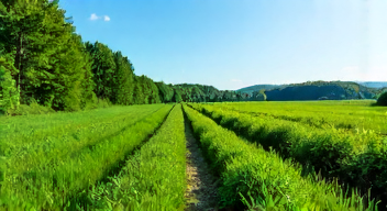 Der Einfluss des Standorts auf die Pflanzenstärke (8/10)