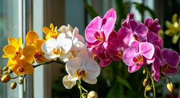 Der Einfluss von Licht und Standort auf Orchideen (3/10)