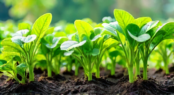 Die 6 häufigsten Fehler bei der Pflege von Meerkohl