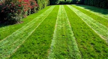 Die 6 häufigsten Fehler bei Rasenpflege