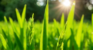 Einfluss der Düngung auf den Rasen (2/10)