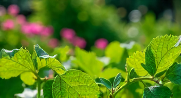 Meine Perspektive auf den Heckenschnitt: Verantwortung und Timing (1/10)