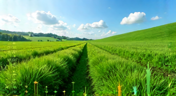 Ökonomische Aspekte des Anbaus: Kosten und Nutzen (6/10)