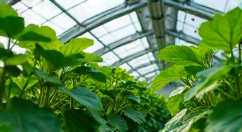 Perspektiven zur nachhaltigen Anzucht