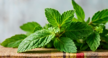 Das sind die Top 7 Schritte beim Lagern von frischen Kräutern