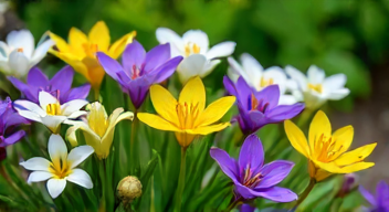 Die besten 8 Tipps bei der Pflege von Stiefmütterchen und Hornveilchen