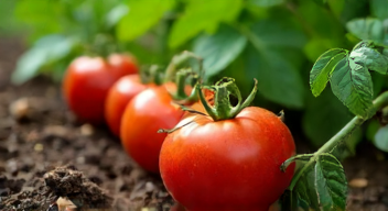 Die richtige Erde für gesunde Tomaten (2/10)