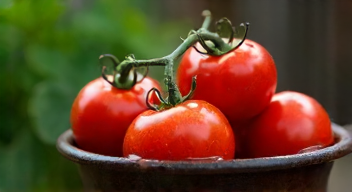 Perspektiven zu Tomaten im Topf sind vielversprechend