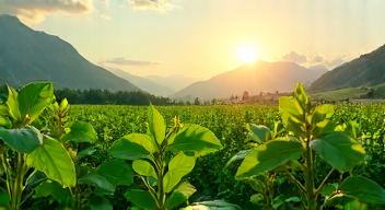 Philosophische Überlegungen zum Wachstum von Pflanzen (5/10)